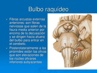 Bulbo raquídeo
 Fibras arcuatas externas
anteriores: son fibras
nerviosas que salen de la
fisura media anterior por
encima de la decusación
y se dirigen hacia afuera
del bulbo para entrar en
el cerebelo.
 Posterolateralmente a las
pirámides están las olivas
que son elevaciones de
los núcleo olivares
inferiores subyacentes
 
