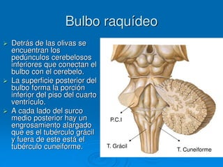 Bulbo raquídeo
 Detrás de las olivas se
encuentran los
pedúnculos cerebelosos
inferiores que conectan el
bulbo con el cerebelo.
 La superficie posterior del
bulbo forma la porción
inferior del piso del cuarto
ventrículo.
 A cada lado del surco
medio posterior hay un
engrosamiento alargado
que es el tubérculo grácil
y fuera de este está el
tubérculo cuneiforme. T. Grácil
T. Cuneiforme
P.C.I
 