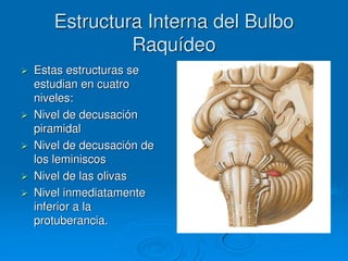 Estructura Interna del Bulbo
Raquídeo
 Estas estructuras se
estudian en cuatro
niveles:
 Nivel de decusación
piramidal
 Nivel de decusación de
los leminiscos
 Nivel de las olivas
 Nivel inmediatamente
inferior a la
protuberancia.
 