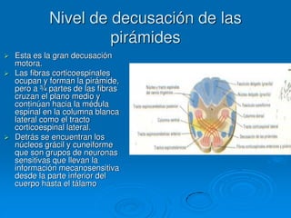 Nivel de decusación de las
pirámides
 Esta es la gran decusación
motora.
 Las fibras corticoespinales
ocupan y forman la pirámide,
pero a ¾ partes de las fibras
cruzan el plano medio y
continúan hacia la médula
espinal en la columna blanca
lateral como el tracto
corticoespinal lateral.
 Detrás se encuentran los
núcleos grácil y cuneiforme
que son grupos de neuronas
sensitivas que llevan la
información mecanosensitiva
desde la parte inferior del
cuerpo hasta el tálamo
 