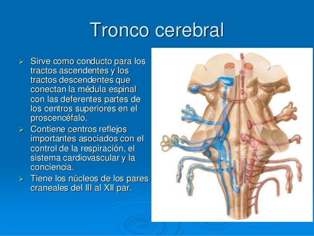 Tallo cerebral