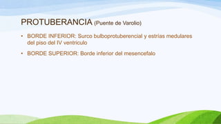 PROTUBERANCIA (Puente de Varolio)
• BORDE INFERIOR: Surco bulboprotuberencial y estrías medulares
del piso del IV ventriculo
• BORDE SUPERIOR: Borde inferior del mesencefalo
 