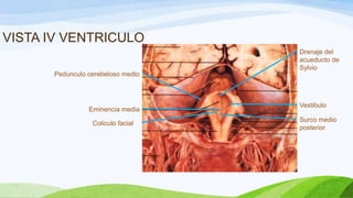 VISTA IV VENTRICULO
Eminencia media
Surco medio
posterior
Pedunculo cerebeloso medio
Coliculo facial
Vestibulo
Drenaje del
acueducto de
Sylvio
 