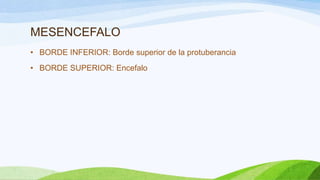MESENCEFALO
• BORDE INFERIOR: Borde superior de la protuberancia
• BORDE SUPERIOR: Encefalo
 
