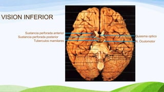 VISION INFERIOR
Tuberculos mamilares N. Oculomotor
Quiasma optico
Sustancia perforada anterior
Sustancia perforada posterior
 