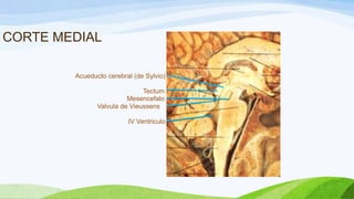 CORTE MEDIAL
Tectum
Acueducto cerebral (de Sylvio)
Valvula de Vieussens
Mesencefalo
IV Ventriculo
 