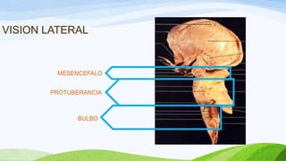 VISION LATERAL
MESENCEFALO
PROTUBERANCIA
BULBO
 