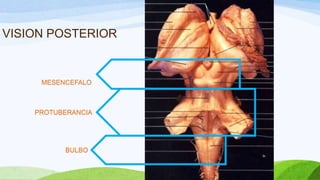 VISION POSTERIOR
MESENCEFALO
PROTUBERANCIA
BULBO
 