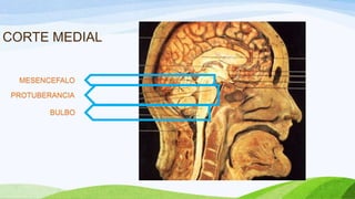 CORTE MEDIAL
MESENCEFALO
PROTUBERANCIA
BULBO
 