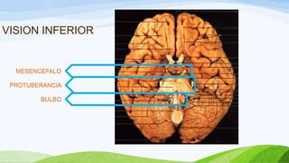 VISION INFERIOR
MESENCEFALO
PROTUBERANCIA
BULBO
 