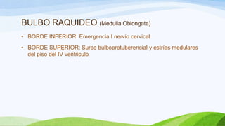 BULBO RAQUIDEO (Medulla Oblongata)
• BORDE INFERIOR: Emergencia I nervio cervical
• BORDE SUPERIOR: Surco bulboprotuberencial y estrías medulares
del piso del IV ventriculo
 