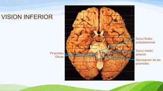 VISION INFERIOR
Surco medio
anteriorPiramides
Decusacion de las
piramides
Olivas
Surco Bulbo
protuberencial
 