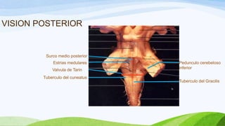VISION POSTERIOR
Estrias medulares
Surco medio posterior
Tuberculo del Gracilis
Tuberculo del cuneatus
Pedunculo cerebeloso
inferiorValvula de Tarin
 