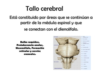 Tallo cerebral
Está constituido por áreas que se continúan a
partir de la médula espinal y que
se conectan con el diencéfalo.
Bulbo raquídeo,
Protuberancia anular,
Mesencéfalo, Formación
reticular y nervios
craneales.
 