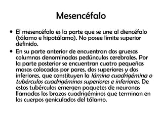 Mesencéfalo
• El mesencéfalo es la parte que se une al diencéfalo
(tálamo e hipotálamo). No posee límite superior
definido.
• En su parte anterior de encuentran dos gruesas
columnas denominadas pedúnculos cerebrales. Por
la parte posterior se encuentran cuatro pequeñas
masas colocadas por pares, dos superiores y dos
inferiores, que constituyen la lámina cuadrigémina o
tubérculos cuadrigéminos superiores e inferiores. De
estos tubérculos emergen paquetes de neuronas
llamadas los brazos cuadrigéminos que terminan en
los cuerpos geniculados del tálamo.
 