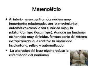 Mesencéfalo
• Al interior se encuentran dos núcleos muy
importantes relacionados con los movimientos
automáticos como lo son el núcleo rojo y la
substancia nigra (locus niger). Aunque sus funciones
no han sido muy definidas, forman parte del sistema
extrapiramidal que controla la motricidad
involuntaria, refleja y automatizada.
• La alteración del locus niger produce la
enfermedad del Parkinson
 