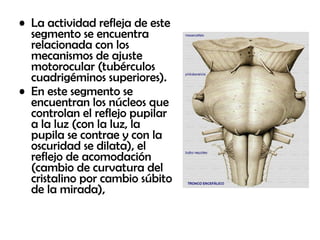 • La actividad refleja de este
segmento se encuentra
relacionada con los
mecanismos de ajuste
motorocular (tubérculos
cuadrigéminos superiores).
• En este segmento se
encuentran los núcleos que
controlan el reflejo pupilar
a la luz (con la luz, la
pupila se contrae y con la
oscuridad se dilata), el
reflejo de acomodación
(cambio de curvatura del
cristalino por cambio súbito
de la mirada),
 