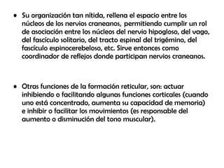 • Su organización tan nítida, rellena el espacio entre los
núcleos de los nervios craneanos,  permitiendo cumplir un rol
de asociación entre los núcleos del nervio hipogloso, del vago,
del fascículo solitario, del tracto espinal del trigémino, del
fascículo espinocerebeloso, etc. Sirve entonces como
coordinador de reflejos donde participan nervios craneanos.
• Otras funciones de la formación reticular, son: actuar
inhibiendo o facilitando algunas funciones corticales (cuando
uno está concentrado, aumenta su capacidad de memoria)
e inhibir o facilitar los movimientos (es responsable del
aumento o disminución del tono muscular).
 