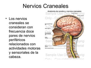 Nervios Craneales
• Los nervios
craneales se
consideran con
frecuencia doce
pares de nervios
periféricos
relacionados con
actividades motoras
y sensoriales de la
cabeza.
 