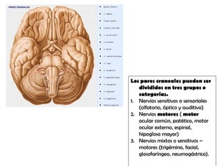 Los pares craneales pueden ser
divididos en tres grupos o
categorías.
1. Nervios sensitivos o sensoriales
(olfatorio, óptico y auditivo)
2. Nervios motores ( motor
ocular común, patético, motor
ocular externo, espinal,
hipogloso mayor)
3. Nervios mixtos o sensitivos –
motores (trigémino, facial,
glosofaríngeo, neumogástrico).
 