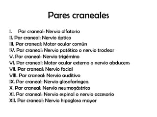 Pares craneales
I. Par craneal: Nervio olfatorio
II. Par craneal: Nervio óptico
III. Par craneal: Motor ocular común
IV. Par craneal: Nervio patético o nervio troclear
V. Par craneal: Nervio trigémino
VI. Par craneal: Motor ocular externo o nervio abducens
VII. Par craneal: Nervio facial
VIII. Par craneal: Nervio auditivo
IX. Par craneal: Nervio glosofaríngeo.
X. Par craneal: Nervio neumogástrico
XI. Par craneal: Nervio espinal o nervio accesorio
XII. Par craneal: Nervio hipogloso mayor
 