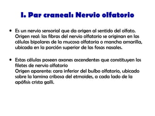I. Par craneal: Nervio olfatorio
• Es un nervio sensorial que da origen al sentido del olfato.
Origen real: las fibras del nervio olfatorio se originan en las
células bipolares de la mucosa olfatoria o mancha amarilla,
ubicada en la porción superior de las fosas nasales.
• Estas células poseen axones ascendentes que constituyen los
filetes de nervio olfatorio
Origen aparente: cara inferior del bulbo olfatorio, ubicado
sobre la lamina cribosa del etmoides, a cada lado de la
apófisis crista galli.
 