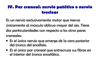 IV. Par craneal: nervio patético o nervio
troclear
Es un nervio exclusivamente motor que inerva
únicamente al músculo oblicuo mayor del ojo. Tiene
dos particularidades con respecto a los otros pares
craneales:
• Es el único nervio que emerge de la cara posterior
del tronco del encéfalo.
• Es el único par craneal que entrecruza sus fibras en
el interior del tronco encefálico.
 