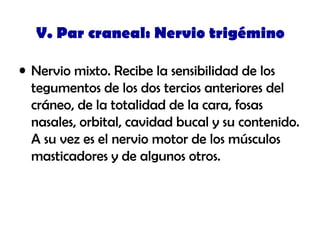 V. Par craneal: Nervio trigémino
• Nervio mixto. Recibe la sensibilidad de los
tegumentos de los dos tercios anteriores del
cráneo, de la totalidad de la cara, fosas
nasales, orbital, cavidad bucal y su contenido.
A su vez es el nervio motor de los músculos
masticadores y de algunos otros.
 