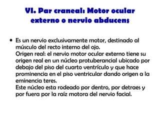 VI. Par craneal: Motor ocular
externo o nervio abducens
• Es un nervio exclusivamente motor, destinado al
músculo del recto interno del ojo.
Origen real: el nervio motor ocular externo tiene su
origen real en un núcleo protuberancial ubicado por
debajo del piso del cuarto ventrículo y que hace
prominencia en el piso ventricular dando origen a la
eminencia teres.
Este núcleo esta rodeado por dentro, por detraes y
por fuera por la raíz motora del nervio facial.
 
