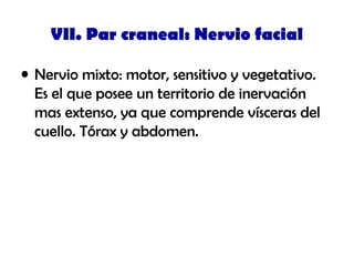 VII. Par craneal: Nervio facial
• Nervio mixto: motor, sensitivo y vegetativo.
Es el que posee un territorio de inervación
mas extenso, ya que comprende vísceras del
cuello. Tórax y abdomen.
 