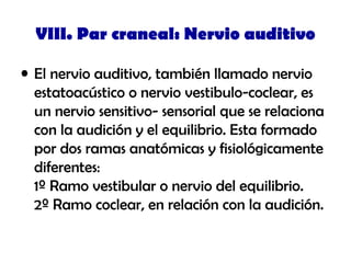 VIII. Par craneal: Nervio auditivo
• El nervio auditivo, también llamado nervio
estatoacústico o nervio vestibulo-coclear, es
un nervio sensitivo- sensorial que se relaciona
con la audición y el equilibrio. Esta formado
por dos ramas anatómicas y fisiológicamente
diferentes:
1º Ramo vestibular o nervio del equilibrio.
2º Ramo coclear, en relación con la audición.
 