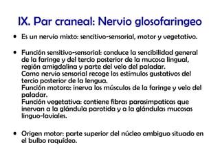 IX. Par craneal: Nervio glosofaringeo
• Es un nervio mixto: sencitivo-sensorial, motor y vegetativo.
• Función sensitivo-sensorial: conduce la sencibilidad general
de la faringe y del tercio posterior de la mucosa lingual,
región amigdalina y parte del velo del paladar.
Como nervio sensorial recoge los estímulos gustativos del
tercio posterior de la lengua.
Función motora: inerva los músculos de la faringe y velo del
paladar.
Función vegetativa: contiene fibras parasimpaticas que
inervan a la glándula parotida y a la glándulas mucosas
linguo-laviales.
• Origen motor: parte superior del núcleo ambiguo situado en
el bulbo raquídeo.
 