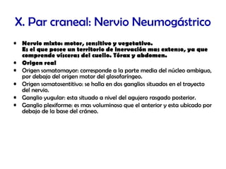 X. Par craneal: Nervio Neumogástrico
• Nervio mixto: motor, sensitivo y vegetativo.
Es el que posee un territorio de inervación mas extenso, ya que
comprende vísceras del cuello. Tórax y abdomen.
• Origen real
• Origen somatomayor: corresponde a la parte media del núcleo ambiguo,
por debajo del origen motor del glosofaríngeo.
• Origen somatosentitivo: se halla en dos ganglios situados en el trayecto
del nervio.
• Ganglio yugular: esta situado a nivel del agujero rasgado posterior.
• Ganglio plexiforme: es mas voluminoso que el anterior y esta ubicado por
debajo de la base del cráneo.
 