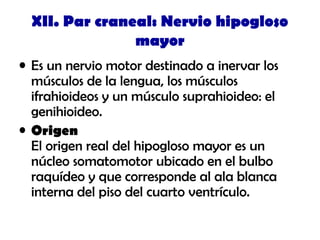 XII. Par craneal: Nervio hipogloso
mayor
• Es un nervio motor destinado a inervar los
músculos de la lengua, los músculos
ifrahioideos y un músculo suprahioideo: el
genihioideo.
• Origen
El origen real del hipogloso mayor es un
núcleo somatomotor ubicado en el bulbo
raquídeo y que corresponde al ala blanca
interna del piso del cuarto ventrículo.
 