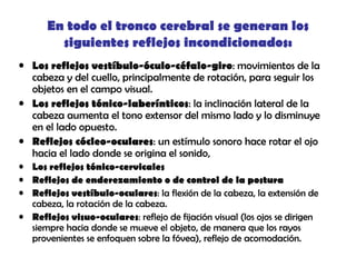 En todo el tronco cerebral se generan los
siguientes reflejos incondicionados:
• Los reflejos vestíbulo-óculo-céfalo-giro: movimientos de la
cabeza y del cuello, principalmente de rotación, para seguir los
objetos en el campo visual.
• Los reflejos tónico-laberínticos: la inclinación lateral de la
cabeza aumenta el tono extensor del mismo lado y lo disminuye
en el lado opuesto.
• Reflejos cócleo-oculares: un estímulo sonoro hace rotar el ojo
hacia el lado donde se origina el sonido,
• Los reflejos tónico-cervicales
• Reflejos de enderezamiento o de control de la postura
• Reflejos vestíbulo-oculares: la flexión de la cabeza, la extensión de
cabeza, la rotación de la cabeza.
• Reflejos visuo-oculares: reflejo de fijación visual (los ojos se dirigen
siempre hacia donde se mueve el objeto, de manera que los rayos
provenientes se enfoquen sobre la fóvea), reflejo de acomodación.
 