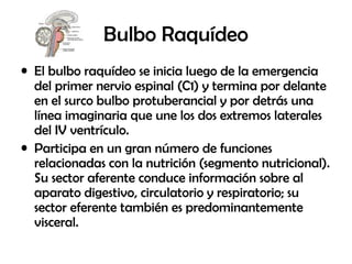 Bulbo Raquídeo
• El bulbo raquídeo se inicia luego de la emergencia
del primer nervio espinal (C1) y termina por delante
en el surco bulbo protuberancial y por detrás una
línea imaginaria que une los dos extremos laterales
del IV ventrículo.
• Participa en un gran número de funciones
relacionadas con la nutrición (segmento nutricional).
Su sector aferente conduce información sobre al
aparato digestivo, circulatorio y respiratorio; su
sector eferente también es predominantemente
visceral.
 