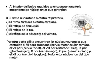 • Al interior del bulbo raquídeo se encuentran una serie
importante de núcleos grises que controlan:
1) El ritmo respiratorio o centro respiratorio,
2) El ritmo cardíaco o centro cardíaco,
3) El reflejo de deglución,
4) El reflejo de la tos,
5) el reflejo de la náusea y del vómito.
Por otra parte allí se encuentran los núcleos neuronales que
controlan el VI para craneano (nervio motor ocular común),
el VII par (nervio facial), el VIII par (estatoacústico), IX par
(glosofaríngeo), X par (nervio vago), XI par (nervio espinal) y
el XII par (nervio hipogloso). Todos estos núcleos son del tipo
motor.
 