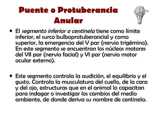 Puente o Protuberancia
Anular
• El segmento inferior o centinela tiene como límite
inferior, el surco bulboprotuberancial y como
superior, la emergencia del V par (nervio trigémino).
En este segmento se encuentran los núcleos motores
del VII par (nervio facial) y VI par (nervio motor
ocular externo).
• Este segmento controla la audición, el equilibrio y el
gusto. Controla la musculatura del cuello, de la cara
y del ojo, estructuras que en el animal lo capacitan
para indagar o investigar los cambios del medio
ambiente, de donde deriva su nombre de centinela.
 