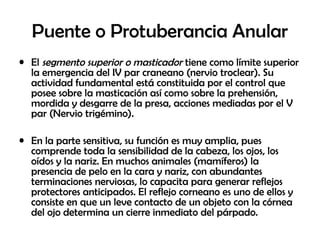 Puente o Protuberancia Anular
• El segmento superior o masticador tiene como límite superior
la emergencia del IV par craneano (nervio troclear). Su
actividad fundamental está constituida por el control que
posee sobre la masticación así como sobre la prehensión,
mordida y desgarre de la presa, acciones mediadas por el V
par (Nervio trigémino).
• En la parte sensitiva, su función es muy amplia, pues
comprende toda la sensibilidad de la cabeza, los ojos, los
oídos y la nariz. En muchos animales (mamíferos) la
presencia de pelo en la cara y nariz, con abundantes
terminaciones nerviosas, lo capacita para generar reflejos
protectores anticipados. El reflejo corneano es uno de ellos y
consiste en que un leve contacto de un objeto con la córnea
del ojo determina un cierre inmediato del párpado.
 