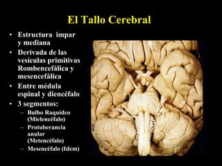 Tallo Cerebral | PPT