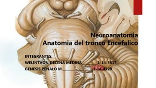 Neuroanatomia
Anatomia del tronco Encefalico
INTEGRANTES:
WELINTHON DECENA MEDINA_________ 1-14-5817
GENESIS PEÑALO M._____________ _____1-14-4729
 