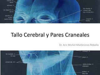 Tallo Cerebral y Pares Craneales
Dr. Aris Michel Montesinos Rebollo

 
