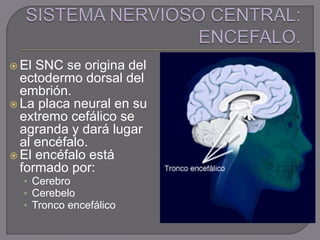  El SNC se origina del
ectodermo dorsal del
embrión.
 La placa neural en su
extremo cefálico se
agranda y dará lugar
al encéfalo.
 El encéfalo está
formado por:
• Cerebro
• Cerebelo
• Tronco encefálico
 