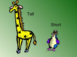 Tall or short