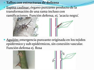  Tallos con estructuras de defensa
 Espina caulinar: órgano punzante producto de la
transformación de una rama incluso con
ramificaciones. Función defensa, ej. ‘acacia negra’.
 Aguijón: emergencia punzante originada en los tejidos
epidérmico y sub epidérmicos, sin conexión vascular.
Función defensa ej. Rosa
 