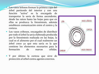  Los vasos leñosos forman la primera capa del
árbol partiendo del interior y con una
función “activa” es la encargada de
transportar la savia de forma ascendente,
desde las raíces hasta las hojas para que en
ellas se produzca la fotosíntesis, además
establecen comunicación entre el centro y la
corteza.
 Los vasos cribosos, encargados de distribuir
por todo el árbol la savia elaborada producida
por la fotosíntesis realizada en las hojas, la
cual es el alimento por el cual realmente un
árbol crece ya que esta savia es la que
contiene los elementos necesarios para la
formación de nuevas células.
 Y por último la corteza que sirve de
protección al árbol contra agentes externos.
 