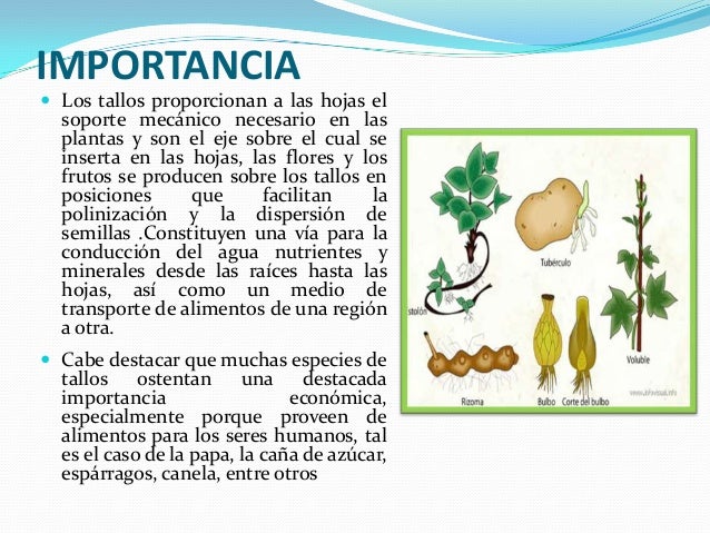 Tallo vegetal