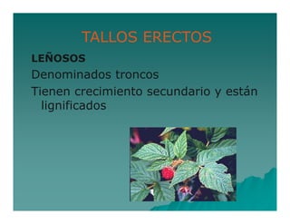 TALLOS ERECTOS 
LEÑOSOS 
Denominados troncos 
Tienen crecimiento secundario y están 
lignificados 
 