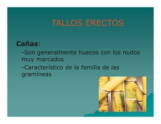 TALLOS ERECTOS 
Cañas: 
-Son generalmente huecos con los nudos 
muy marcados 
-Característico de la familia de las 
gramíneas 
 