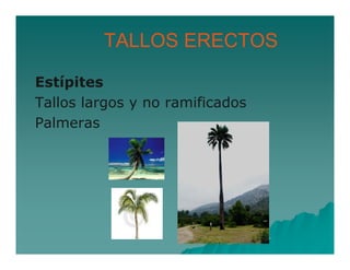 TALLOS ERECTOS 
Estípites 
Tallos largos y no ramificados 
Palmeras 
 